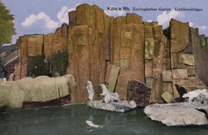 Köln Zoo, isbjørner (bilde) av Photographer German