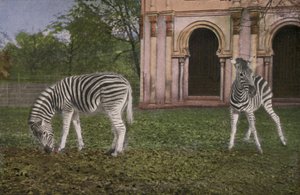 Köln Zoo, Zebras (bilde) av Photographer German