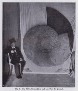 Fossil av en gigantisk ammonitt, marin skapning fra juraperioden (s/hvitt-bilde) av Photographer German