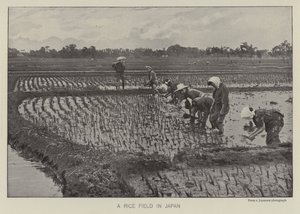 Et risfelt i Japan (s/hvitt bilde) av Photographer Japanese