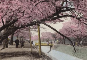 Japan, ca. 1912: Cherry Blossom ved Koganei, nær Tokyo (bilde) av Photographer Japanese