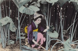 Japan, ca. 1912: Enorm myrrabarbra, vill plante, Akita (bilde) av Photographer Japanese