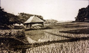 Rismarker i Japan av Photographer Japanese