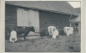 Melkende kyr, 1910