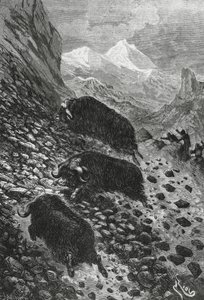 Moskuser, tresnitt av Edouard Riou (1833-1900) av Blaise Nicolas Le Sueur