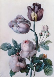 En kålrose, to tulipaner, en liten skilpaddeskallsommerfugl, gul eng (akvarell) av Pierre Joseph Redouté