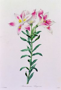 Alstroemeria Peregrina von Pierre-Joseph Redouté