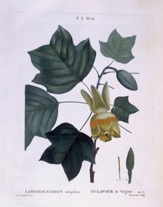 Amerikansk tulipantre (Liriodendron tulipifera), Henry Louis Duhamel du Monceau, botanisk plate av Pierre Joseph Redouté av Pierre Joseph Redouté