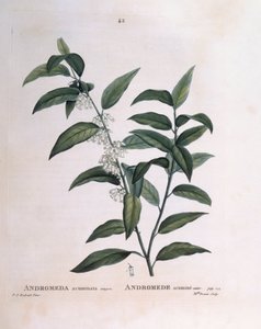 Andromeda acuminata Henry Louis Duhamel du Monceau, botanisk plate av Pierre Joseph Redouté av Pierre Joseph Redouté