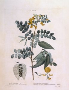 Blære Senna (Colutea arborescence), Henry Louis Duhamel du Monceau, botanisk plate av Pierre Joseph Redouté av Pierre Joseph Redouté
