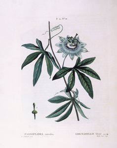 Blå pasjonsblomst (Passiflora caerulea), Henry Louis Duhamel du Monceau, botanisk tallerken av Pierre Joseph Redouté av Pierre Joseph Redouté