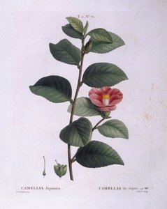 Camellia (Camellia japonica), Henry Louis Duhamel du Monceau, botanisk plate av Pierre Joseph Redouté av Pierre Joseph Redouté