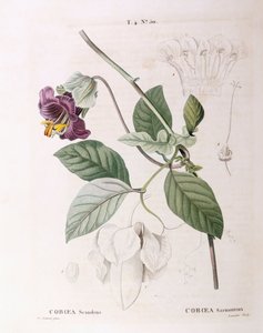 Cup and Saucer Vine (Cobaea scandens), Henry Louis Duhamel du Monceau, botanisk tallerken av Pierre Joseph Redouté av Pierre Joseph Redouté