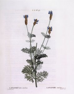 Fransk lavendel (Lavandula stoechas), Henry Louis Duhamel du Monceau, botanisk tallerken av Pierre Joseph Redouté av Pierre Joseph Redouté