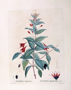 Fuchsia (Fuchsia magellanica), Henry Louis Duhamel du Monceau, botanisk plate av Pierre Joseph Redouté av Pierre Joseph Redouté