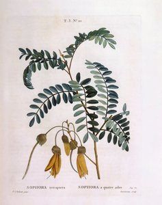 Kowhai (Sophora tetraptera eller Edwardsia grandiflora), Henry Louis Duhamel du Monceau, botanisk plate av Pierre Joseph Redouté av Pierre Joseph Redouté