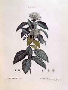Laurustinus (Viburnum tinus), Henry Louis Duhamel du Monceau, botanisk plate av Pierre Joseph Redouté av Pierre Joseph Redouté