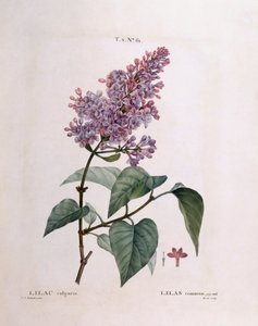Syrin (Syringa vulgaris), Henry Louis Duhamel du Monceau, botanisk plate av Pierre Joseph Redouté av Pierre Joseph Redouté