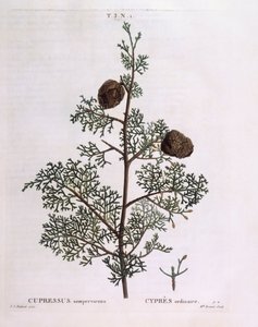 Middelhavssypress (Cupressus sempervirens), Henry Louis Duhamel du Monceau, botanisk plate av Pierre Joseph Redouté av Pierre Joseph Redouté
