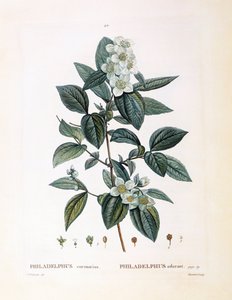 Mock orange (Philadelphus coronarius), Henry Louis Duhamel du Monceau, botanisk tallerken av Pierre Joseph Redouté av Pierre Joseph Redouté
