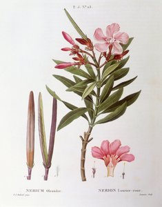 Oleander (Nerium oleander), Henry Louis Duhamel du Monceau, botanisk plate av Pierre Joseph Redouté av Pierre Joseph Redouté