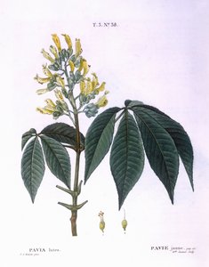 Pavia lutea Henry Louis Duhamel du Monceau, botanisk plate av Pierre Joseph Redouté av Pierre Joseph Redouté