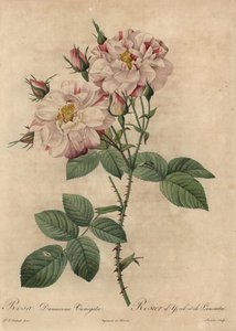 Rosa og hvit damaskrose, Rosa damascena av Pierre Joseph Redouté
