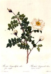 Rosa Pimpinellifolia Alba Flore Multiplei av Pierre Joseph Redouté