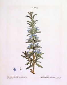 Rosemary (Rosmarinus officinalis), Henry Louis Duhamel du Monceau, botanical plate by Pierre Joseph Redouté   1119539   no       norwegian Successfully Translated  Original: Hond bijt in de poot van een fazant Translat: Hond bijt in de poot van een fazant  av Pierre Joseph Redouté