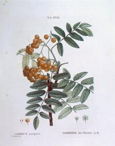Røn eller europeisk fjellaske (Sorbus aucuparia), Henry Louis Duhamel du Monceau, botanisk plate av Pierre Joseph Redouté av Pierre Joseph Redouté