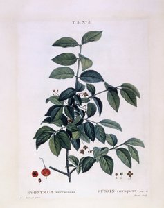 Spindel (Euonymus verrucosus), Henry Louis Duhamel du Monceau, botanisk plate av Pierre Joseph Redouté av Pierre Joseph Redouté
