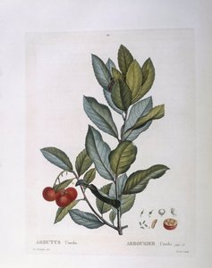 Jordbærtre (Arbutus unedo), Henry Louis Duhamel du Monceau, botanisk tallerken av Pierre Joseph Redouté av Pierre Joseph Redouté
