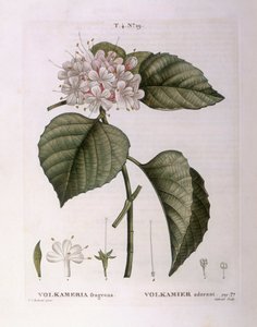 Volkameria fragrans Henry Louis Duhamel du Monceau, botanisk tallerken av Pierre Joseph Redouté av Pierre Joseph Redouté