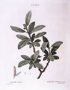 Willow (Salix lanata), Henry Louis Duhamel du Monceau, botanisk plate av Pierre Joseph Redouté av Pierre Joseph Redouté