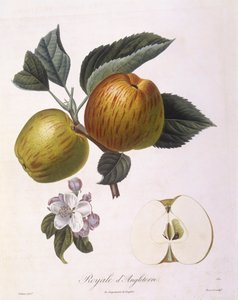 Eple "Royal of England", Henry Louis Duhamel du Monceau, botanisk plate av Pierre Antoine Poiteau
