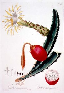 Cactus Triangularis, plate 26 fra 