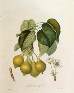 Muscat Royal Apricot av Antoine Poiteau