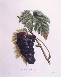 Muscat druevine (Vitis vinifera), Henry Louis Duhamel du Monceau, botanisk tallerken av Pierre Antoine Poiteau av Pierre Antoine (after) Poiteau
