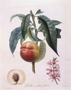 Fersken (Prunus persica batsch), Henry Louis Duhamel du Monceau, botanisk tallerken av Pierre Antoine Poiteau