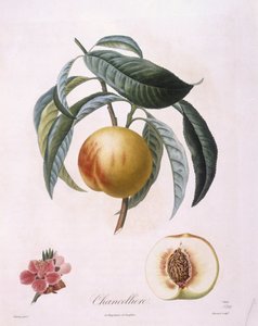 Fersken "Chancelliere" Henry Louis Duhamel du Monceau, botanisk tallerken av Pierre Antoine Poiteau