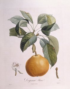 Pære "Doyenné roux" Henry Louis Duhamel du Monceau, botanisk plate av Pierre Antoine Poiteau
