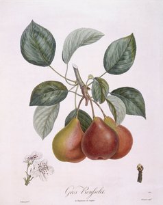 Pære "Gros Rousselet" Henry Louis Duhamel du Monceau, botanisk plate av Pierre Antoine Poiteau
