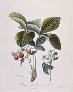 Virginia Strawberry (Fragaria virginiana), Henry Louis Duhamel du Monceau, botanisk tallerken av Pierre Antoine Poiteau