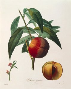 Gul fersken (Pavie Jaune) av Antoine Poiteau