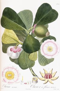 Clusia rosea, Clusier med rosa blomster, 1808-1828