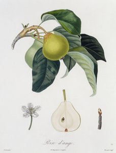 Poire d'ange, gravert av Bocourt, utgitt 1755 (fargegravering)