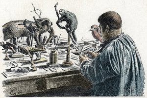 Taksidermi: En taksidermist utstoppet dyr i verkstedet sitt Gravering fra Excursion a travers les metiers” av Pierre Calmette Collection privee