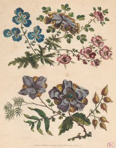 To sprøyter med imaginære blomster av Pierre Charles Canot