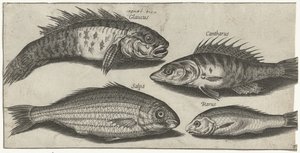 Bockfish, abbor, kutling og en ukjent fisk Fiske (serietittel) Piscivm vivae-ikoner (serietittel) av Pierre Firens