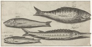 Shad, stør, smelte og en sild Fiske (serietittel) Piscium vivae-ikoner (serietittel)
